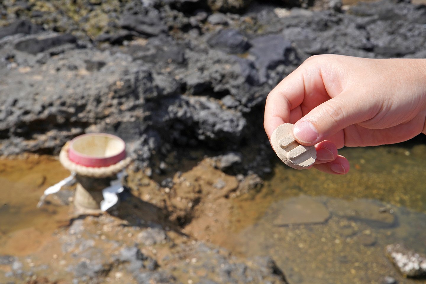 ⛩️ 가마후타 신사(이타테쓰와모노누시 신사) 이미지 6